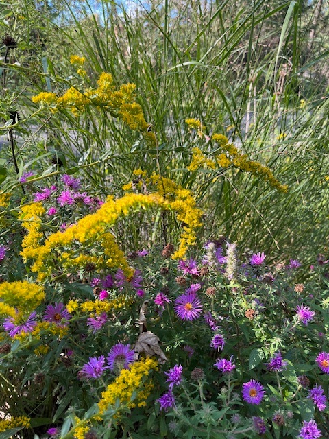 asters, goldenrod and switchgrass form a natural small community