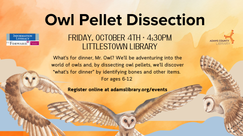 Owl Pellet Dissection