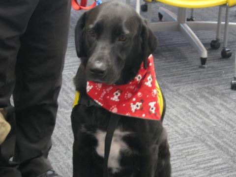 Danny the therapy dog