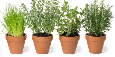 Herbs in pots