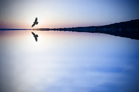 Bird flying over water