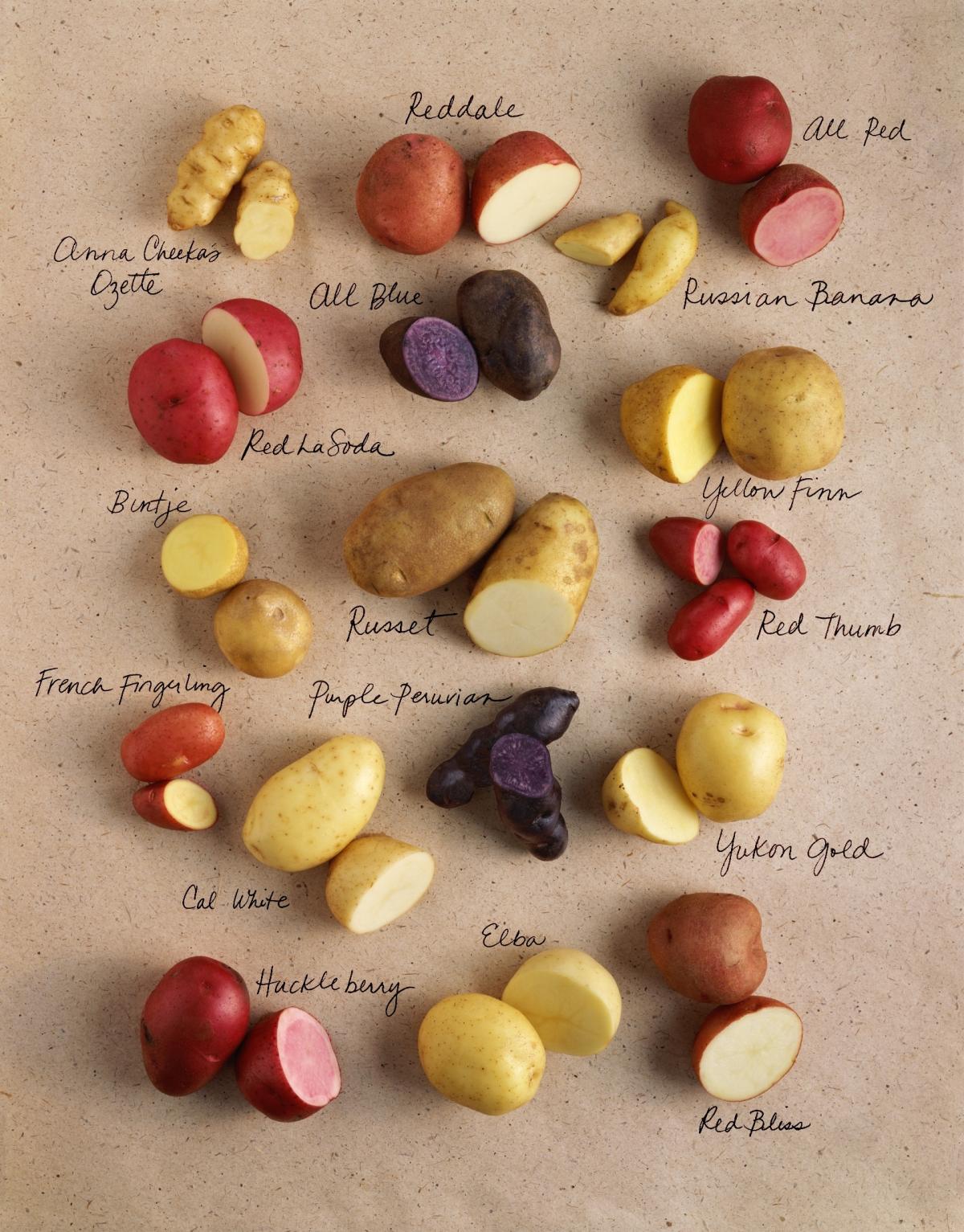 potato varieties